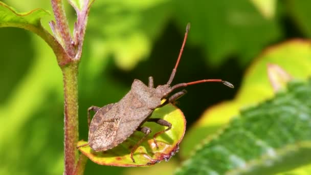 Bug Della Darsena Bug Della Foglia Darsena Coreus Marginatus — Video Stock