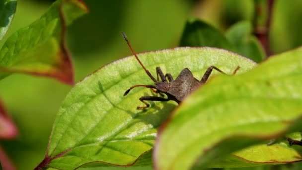 Dock Bug Oder Dock Leaf Bug Coreus Marginatus — Stockvideo