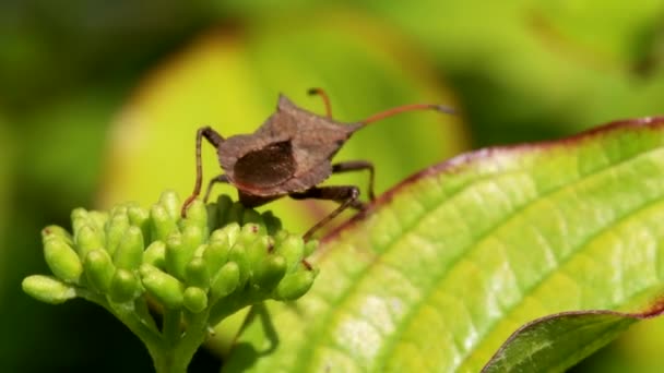 Bug Quai Bug Feuille Quai Coreus Marginatus — Video