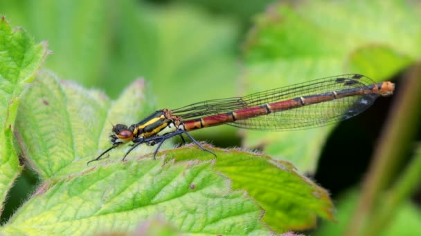 Damselfly Vermelho Grande Ninfula Pyrhosoma Habitat — Vídeo de Stock