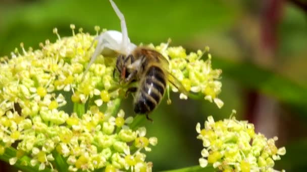 Drapieżnik Ofiara Pająk Kraba Misumena Vatia Pszczołą Miodną Kwiatku — Wideo stockowe