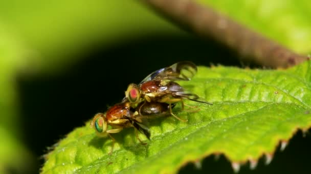 Celery Leaf Mining Fly Celery Fly Hogweed Picture Wing Fly — Stockvideo