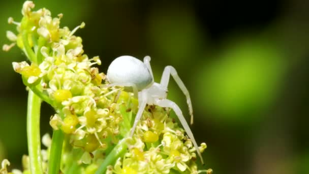 Flower Crab Spider Misumena Vatia Flower — Stok Video