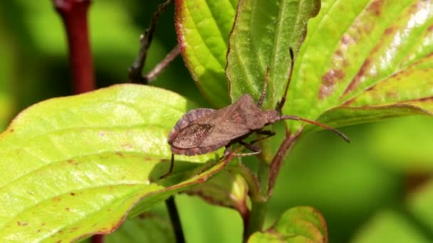 Bug Quai Bug Feuille Quai Coreus Marginatus — Video