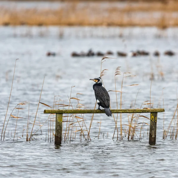 生息地のPhalacrocorax Carbo — ストック写真