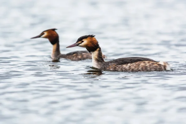 Pair Great Crested Grebe Podiceps Cristatus — Stock fotografie