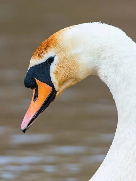 Retrato Cisne Mudo Cisnes Cygnus Olor — Foto de Stock