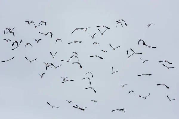 Kiebitz Vanellus Vanellus Auf Der Flucht — Stockfoto