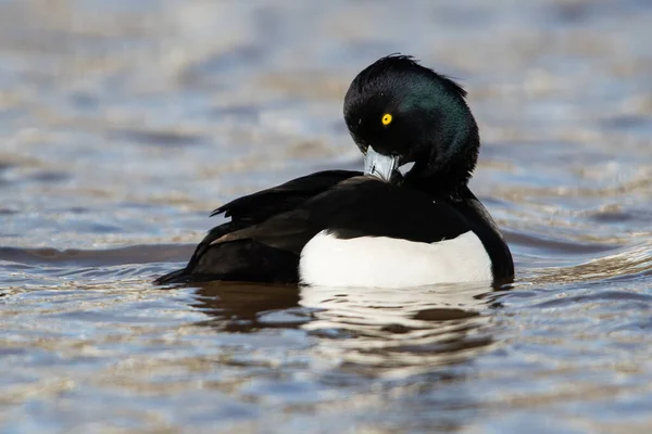 Männchen Der Tufted Ente Aythya Fuligula — Stockfoto