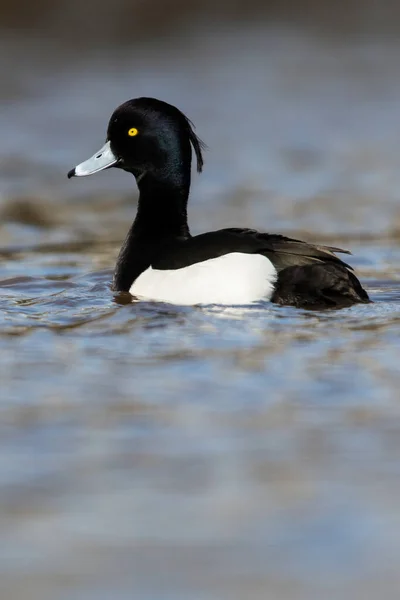 Männchen Der Tufted Ente Aythya Fuligula — Stockfoto