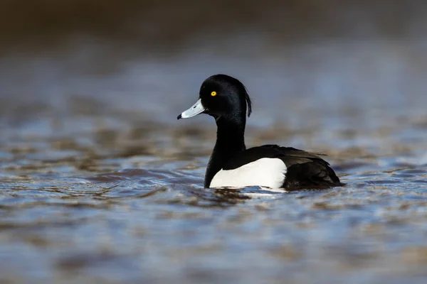 Männchen Der Tufted Ente Aythya Fuligula — Stockfoto