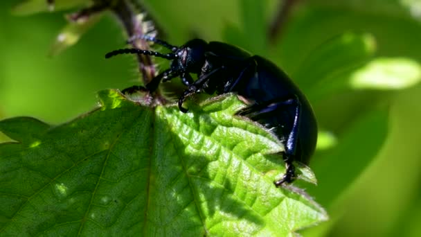 Bloody Nosed Beetle Timarcha Goettingensis — Stock Video