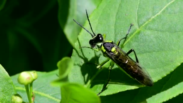 Sawfly Leaf His Latin Name Tenthredo Mesomela — Stock Video