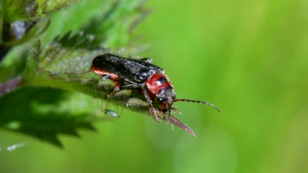 Maggiolino Soldato Cantharis Lateralis Nell Ambiente — Video Stock