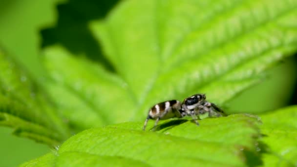 Zebraspinne Salticus Scenicus Seiner Umgebung Sein Lateinischer Name Ist Heliophanus — Stockvideo