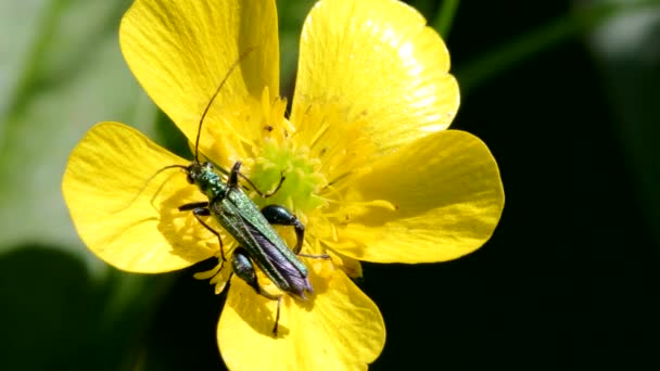 Опухший Жук Цветах Латинское Имя Oedemera Nobilis — стоковое видео