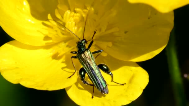 Scarabeo Con Cosce Gonfie Sui Fiori Suo Nome Latino Oedemera — Video Stock