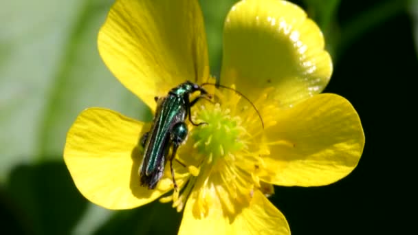 Escarabajo Hinchado Las Flores Nombre Latín Oedemera Nobilis — Vídeos de Stock