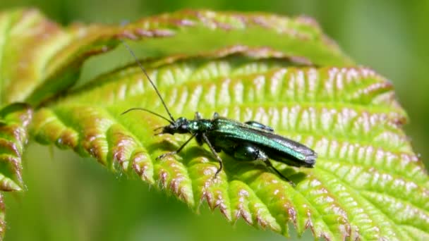 Swollen Thighed Beetle Flowers His Latin Name Oedemera Nobilis — Stock Video