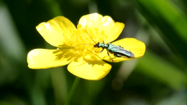 Swollen Thighed Beetle Flowers His Latin Name Oedemera Nobilis — Stock Video