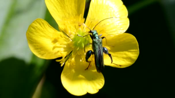 Escarabajo Hinchado Las Flores Nombre Latín Oedemera Nobilis — Vídeo de stock