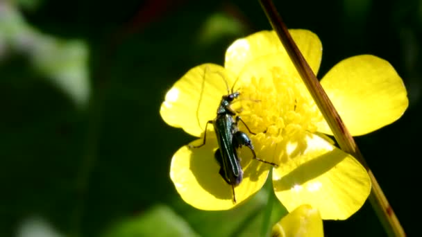 Опухший Жук Цветах Латинское Имя Oedemera Nobilis — стоковое видео