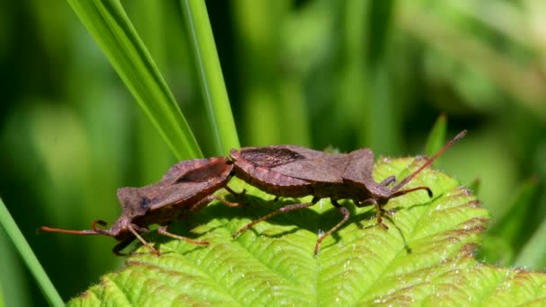 Bug Quai Bug Feuille Quai Coreus Marginatus Dans Copulation — Video