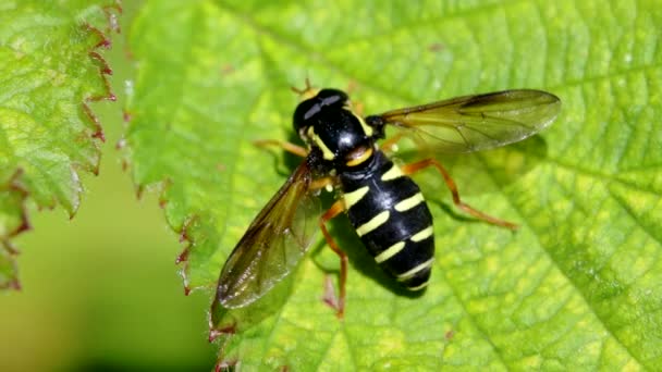 Engelli Karınca Tepesi Uçan Sineği Xanthogramma Yaprak Üstünde Citrofasciatum — Stok video