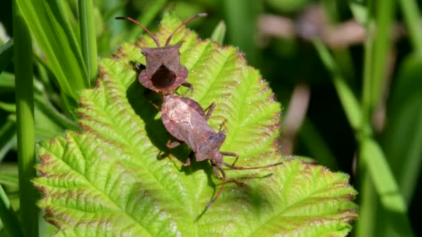 Bug Quai Bug Feuille Quai Coreus Marginatus Dans Copulation — Video