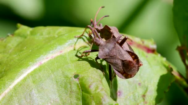码虫或码叶虫 在交配中处于边缘地位的绒毛虫 — 图库视频影像