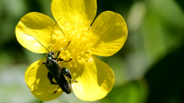 Svullna Lårskalbaggar Blommor Hans Latinska Namn Oedemera Nobilis — Stockvideo