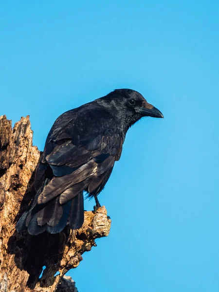 Carrion Crow White Shellecock Corvus Corone Passerine Bird — стоковое фото