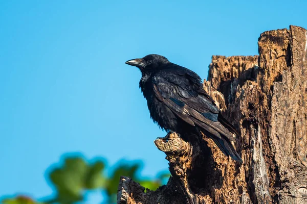 Carrion Crow Com Shuttlecock Branco Corvus Corone Passarinho — Fotografia de Stock