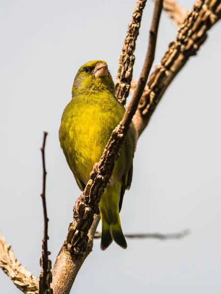 European Greenfinch Chloris Chloris Habitat — Stock fotografie