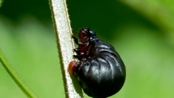 Larva Bloody Nosed Beetle Timarcha Goettingensis — Αρχείο Βίντεο