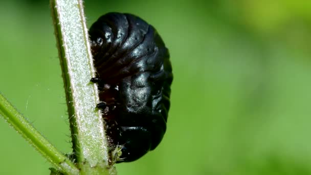Larva Bloody Nosed Beetle Timarcha Goettingensis — Vídeo de stock