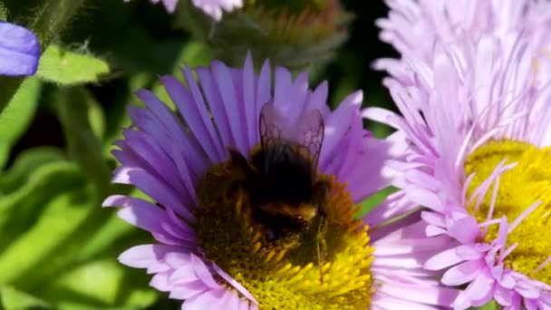 Bumblebee Gênero Bombus Flor Rosa — Vídeo de Stock