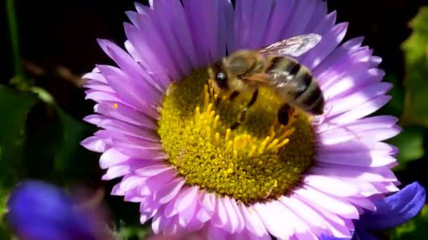 Nyugati Méhecske Vagy Európai Méhecske Virágon Latin Neve Apis Mellifera — Stock videók