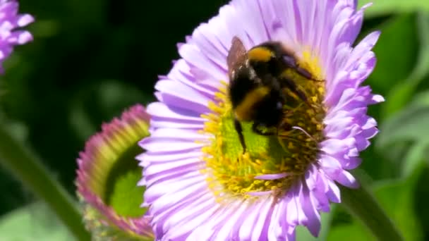 Bumblebee Cauda Branca Bombus Lucorum Bumblebee Flor Rosa — Vídeo de Stock
