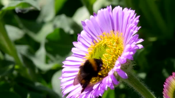 Bumblebee Λευκή Ουρά Bombus Lucorum Bumblebee Ροζ Λουλούδι — Αρχείο Βίντεο