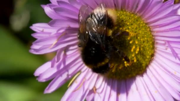 Fehér Farkú Űrdongó Bombus Lucorum Űrdongó Rózsaszín Virágon — Stock videók