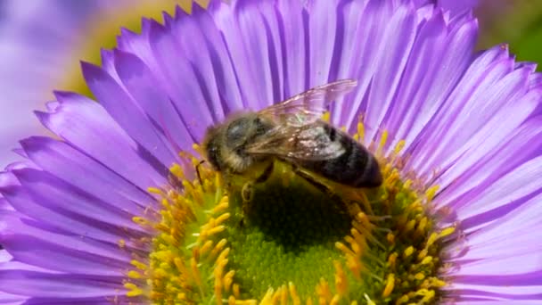 Westliche Honigbiene Oder Europäische Honigbiene Auf Blüte Ihr Lateinischer Name — Stockvideo