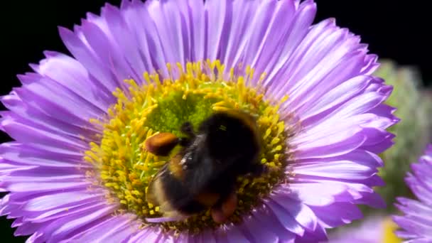 Bourdon Queue Blanche Bombus Lucorum Bourdon Sur Fleur Rose — Video