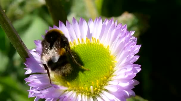 Bumblebee Cauda Branca Bombus Lucorum Bumblebee Flor Rosa — Vídeo de Stock