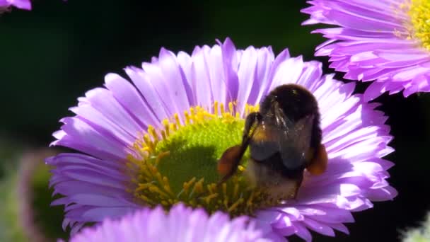 Bumblebee Dalla Coda Bianca Bombus Lucorum Bumblebee Fiore Rosa — Video Stock