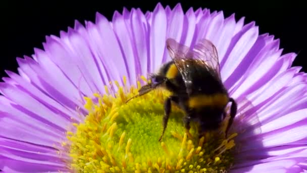 Bumblebee Cola Blanca Bombus Lucorum Bumblebee Flor Rosa — Vídeo de stock