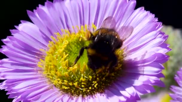 Bumblebee Cola Blanca Bombus Lucorum Bumblebee Flor Rosa — Vídeo de stock