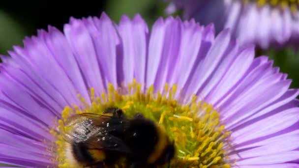 Vitsvansad Humla Bombus Lucorum Humla Rosa Blomma — Stockvideo