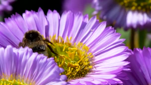 Bumblebee Cauda Branca Bombus Lucorum Bumblebee Flor Rosa — Vídeo de Stock