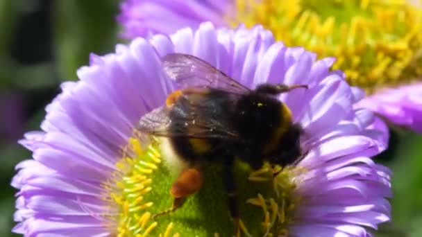 Fehér Farkú Űrdongó Bombus Lucorum Űrdongó Rózsaszín Virágon — Stock videók